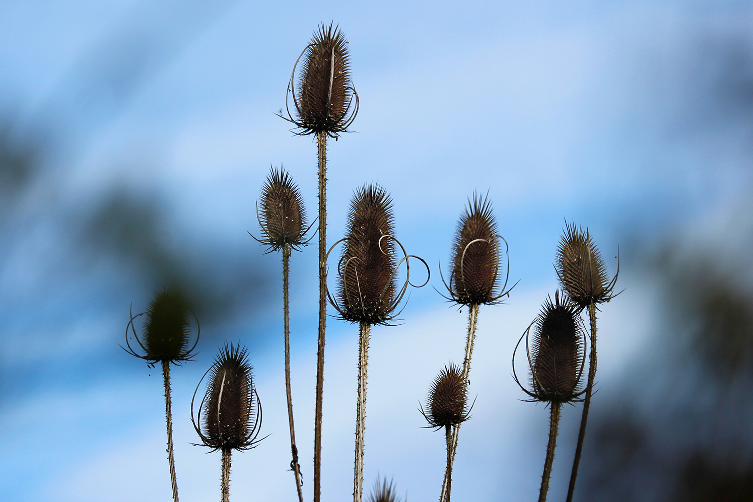 wilde karde im herbst