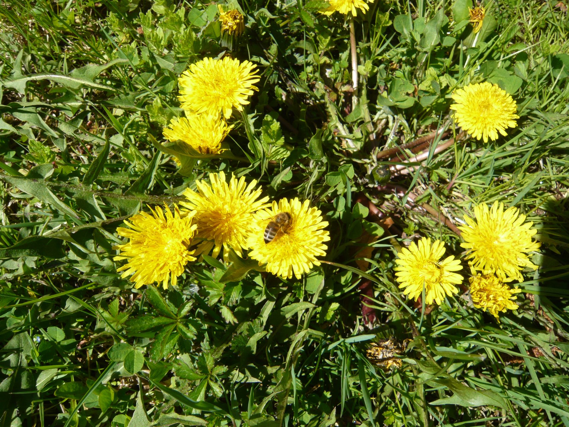 löwenzahn mit biene