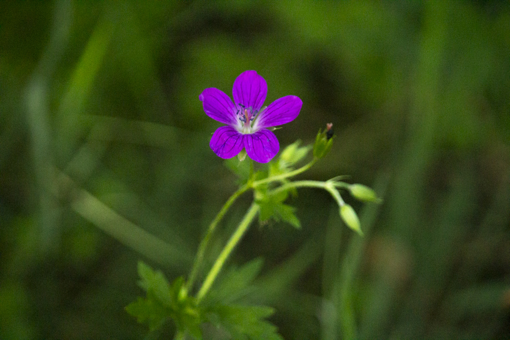 stinkender storchschnabel – ruprechtskraut