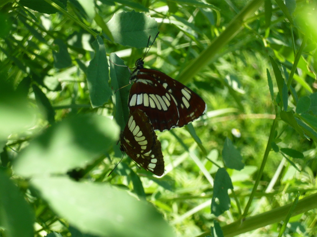 schmetterlinge