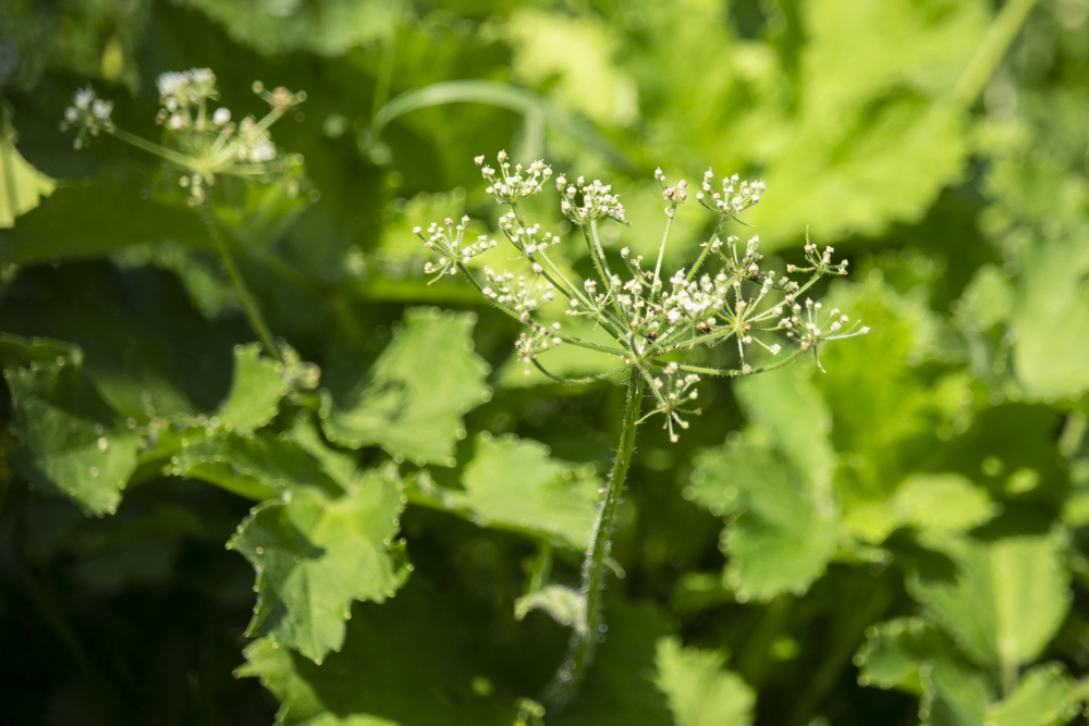 wiesenbärenklau