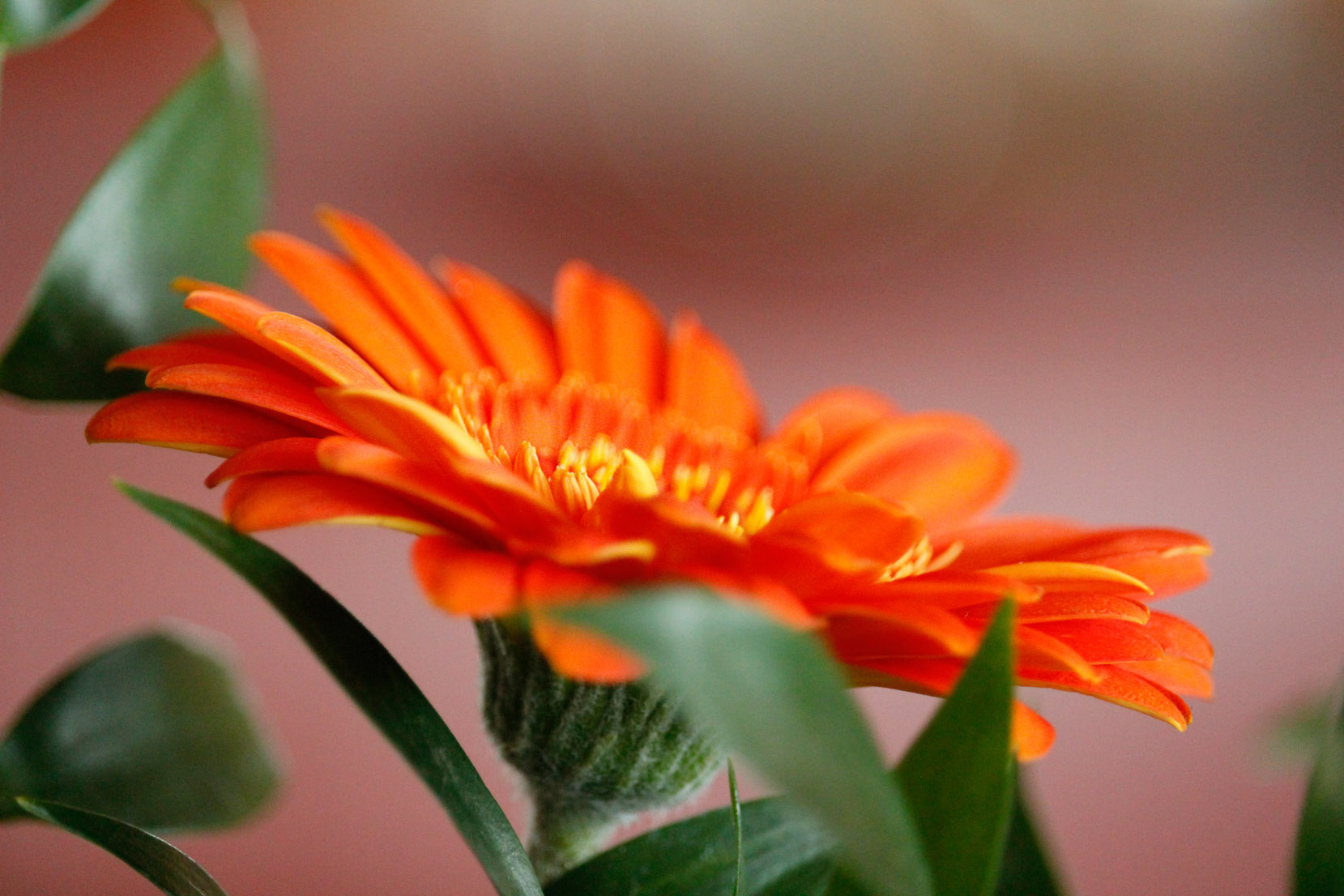 was würden wir ohne blumen machen?