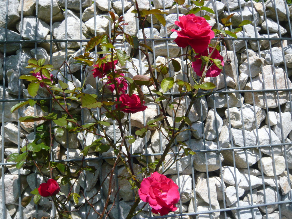 rose: gruß aus heidelberg