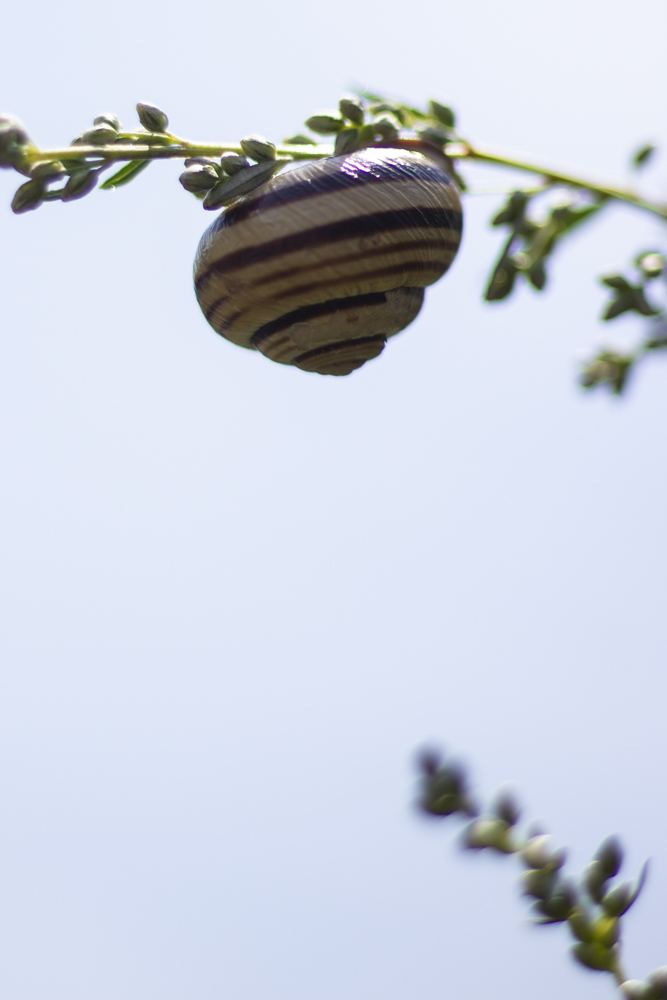 eine kleine schnecke auf beifußsamen – man fragt sich nur, wie kam sie da hinauf?