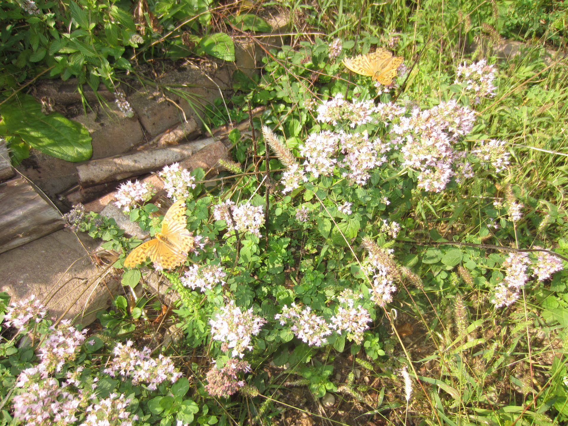 wilder dost – oregano – perlmutfalter