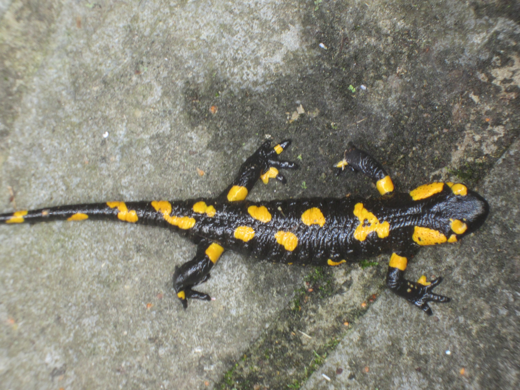 feuersalamander - liebevoll als "wegwackel" bezeichnet - begleitet mich durchs ganze gartenjahr