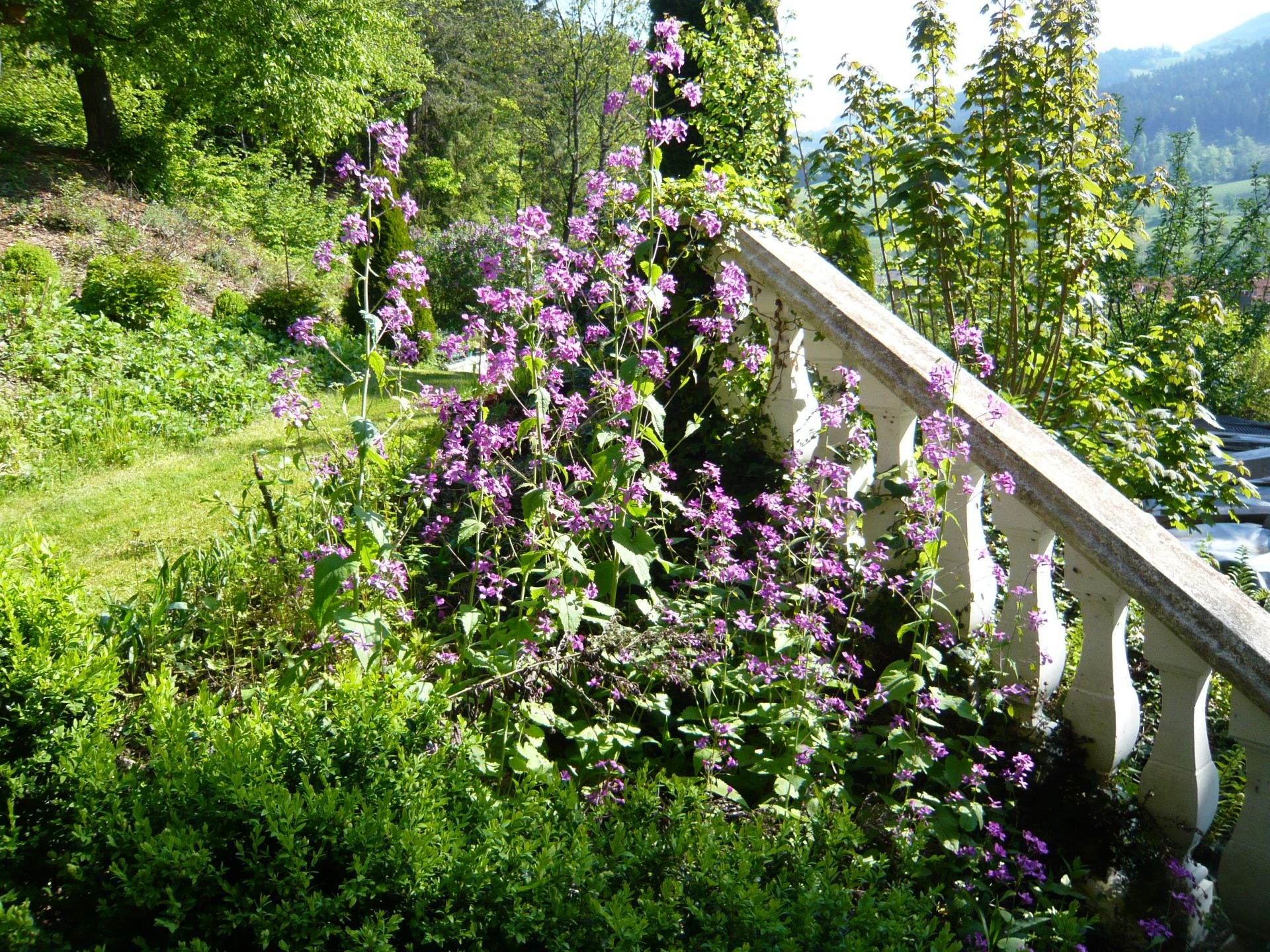 blühendes silberblatt