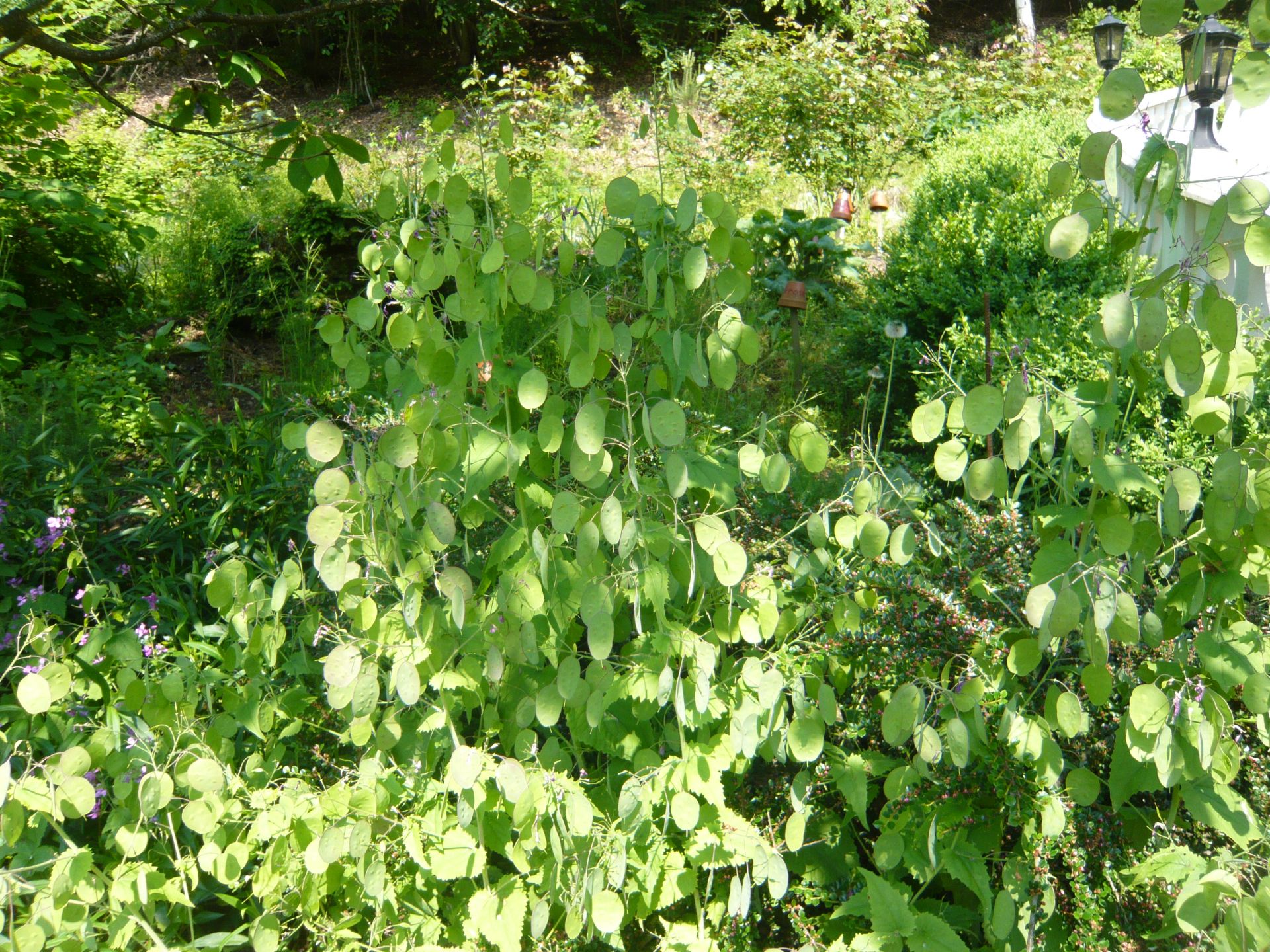 abgeblühtes silberblatt