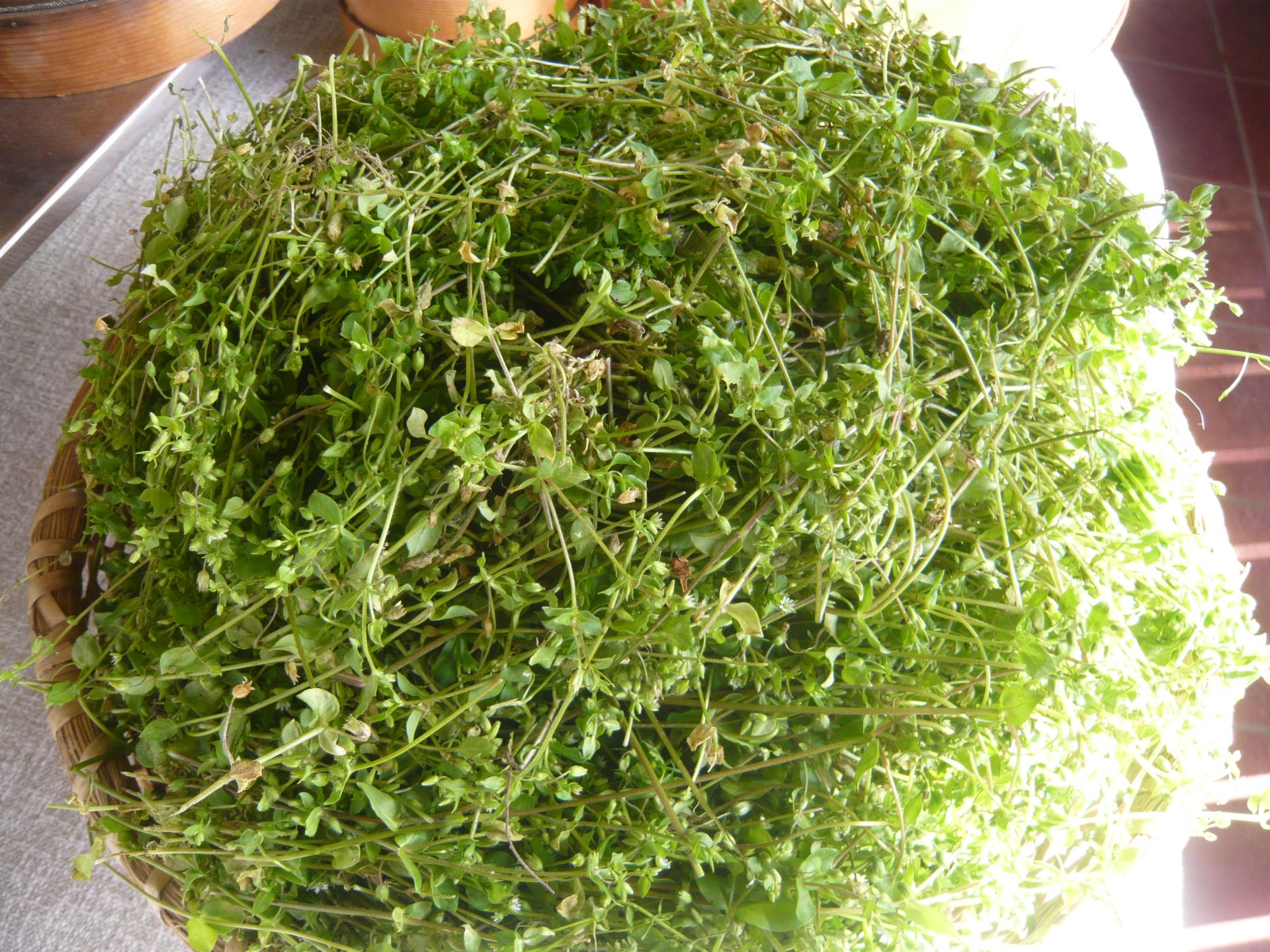 vogelmierenkraut