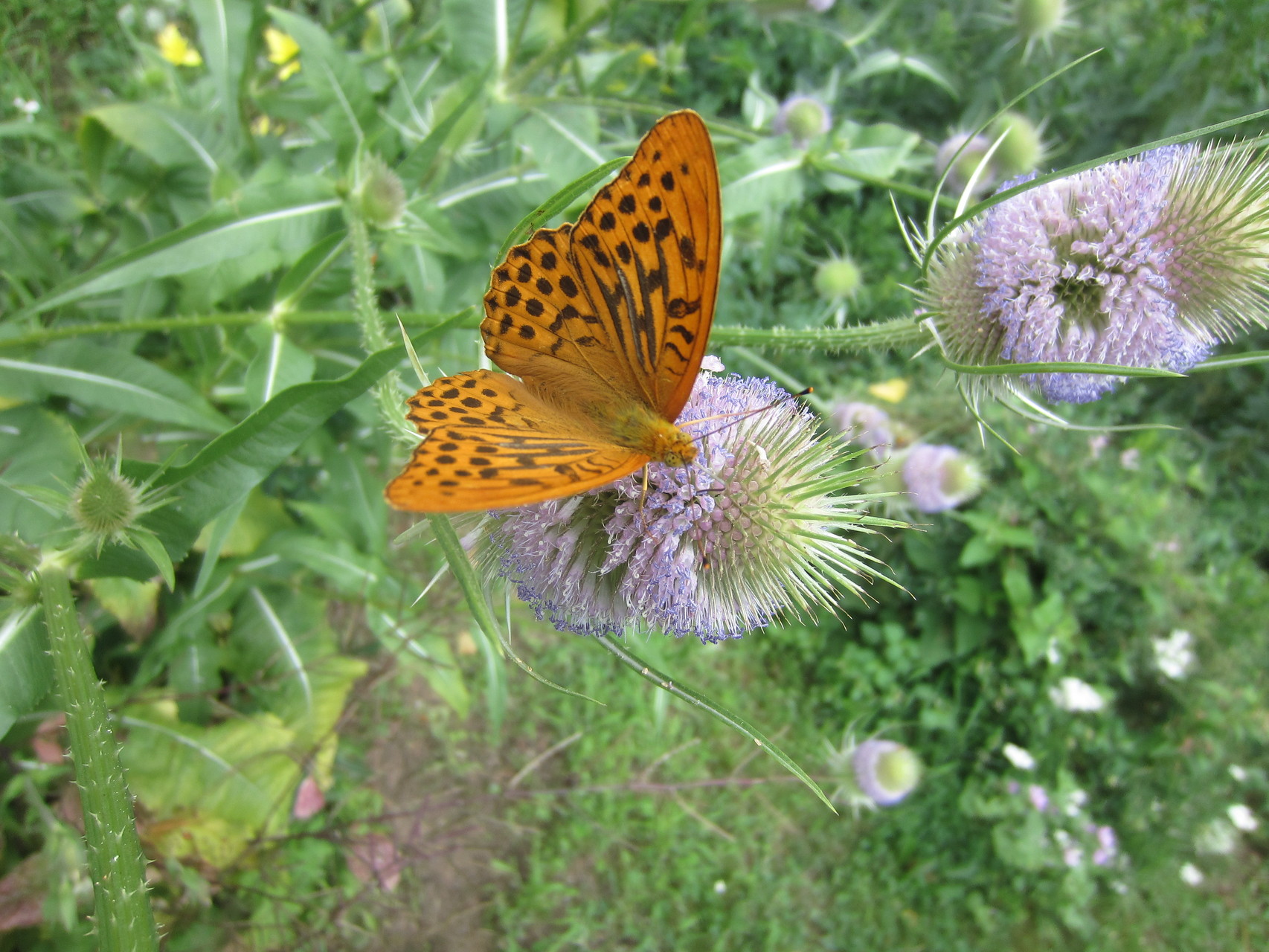 distelfalter auf wilder karde