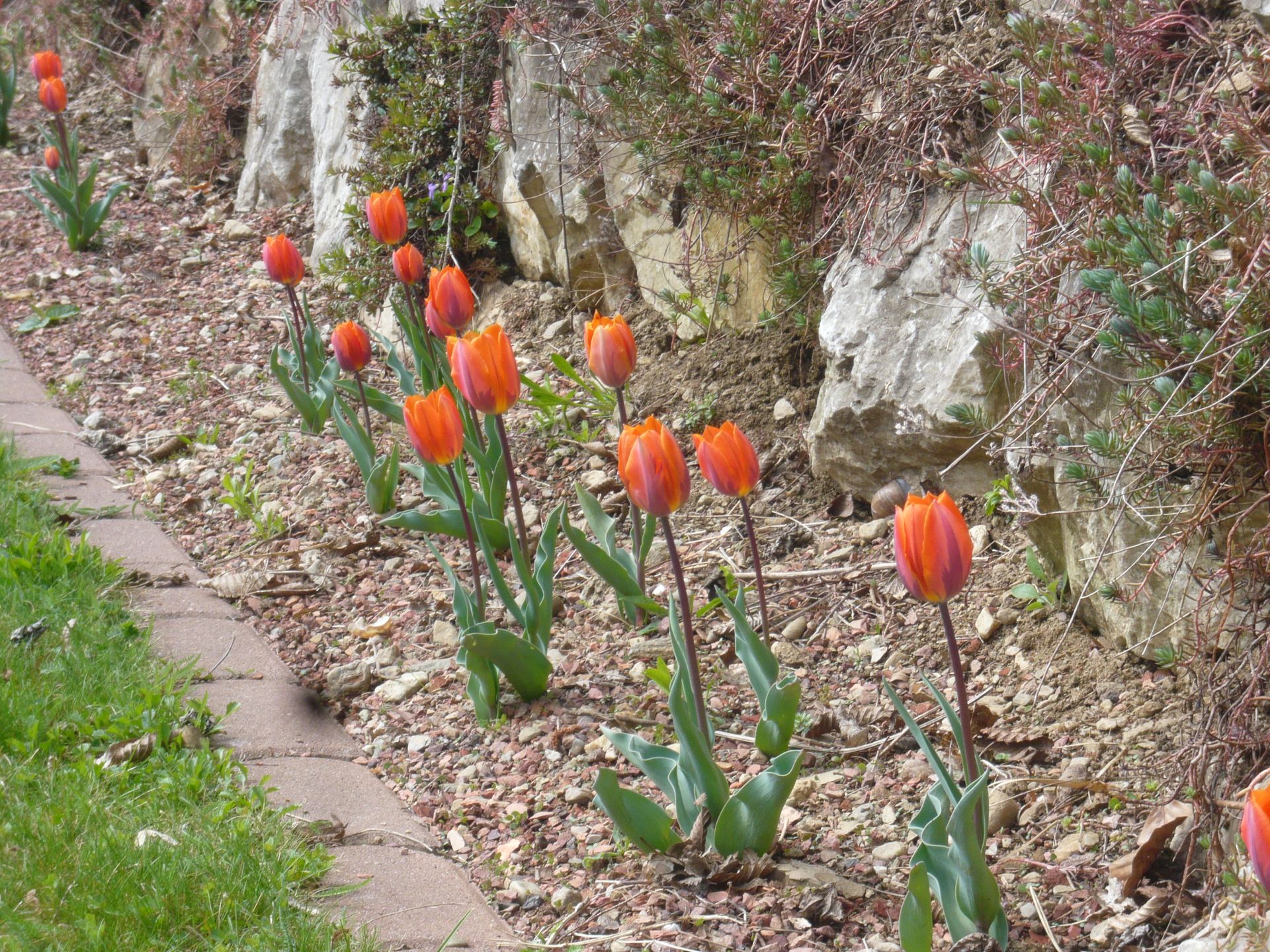 tulpen