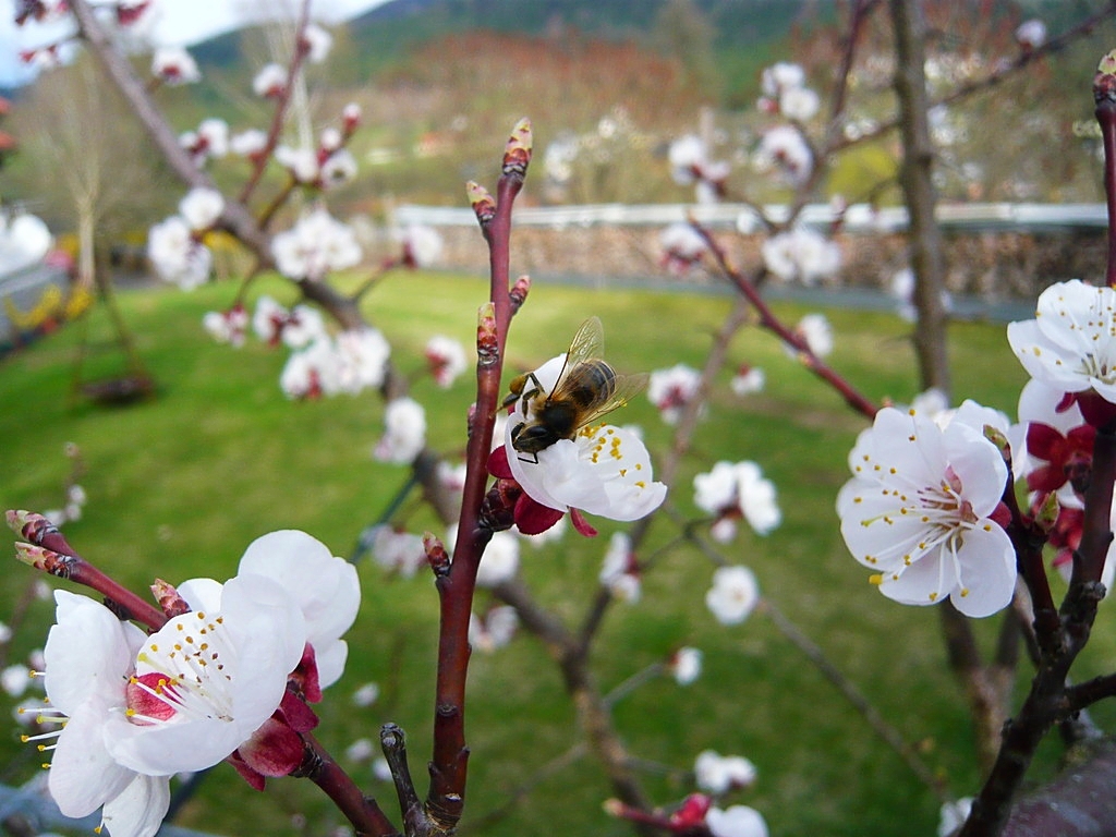 bienen