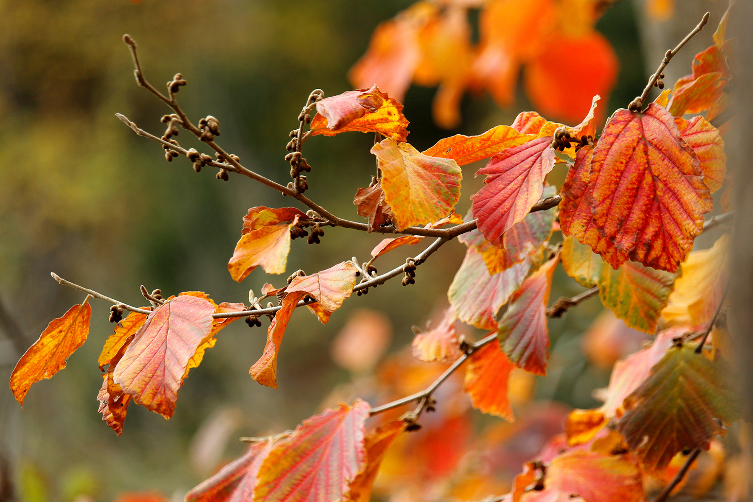 zaubernuss – hamamelis