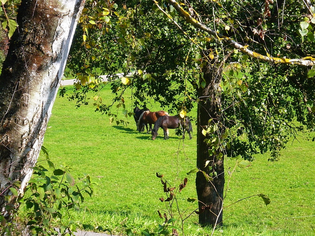 im herbst habe ich noriker (fuchsa, timbala, suleika) auf besuch - wo mistus, dort christus!