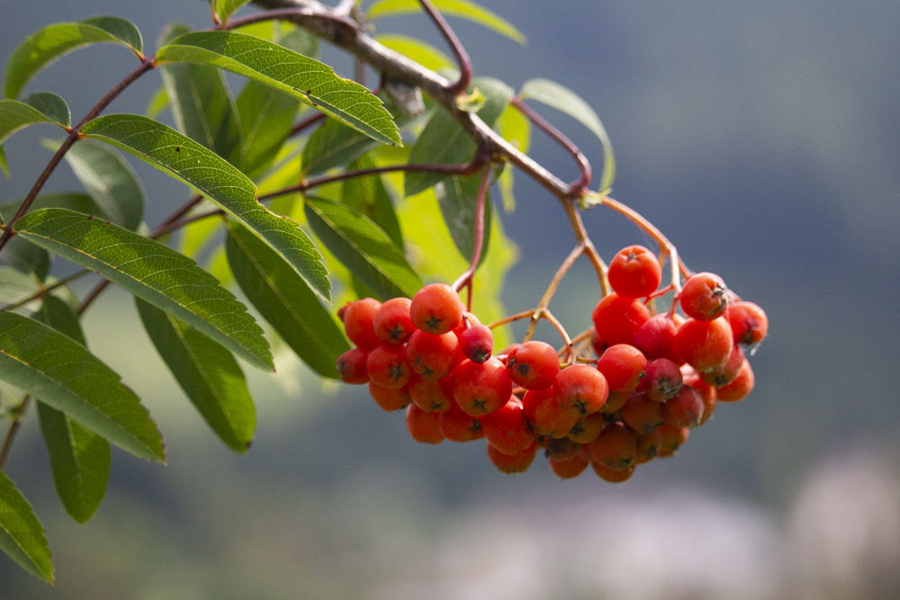 vogelbeeren – eberesche