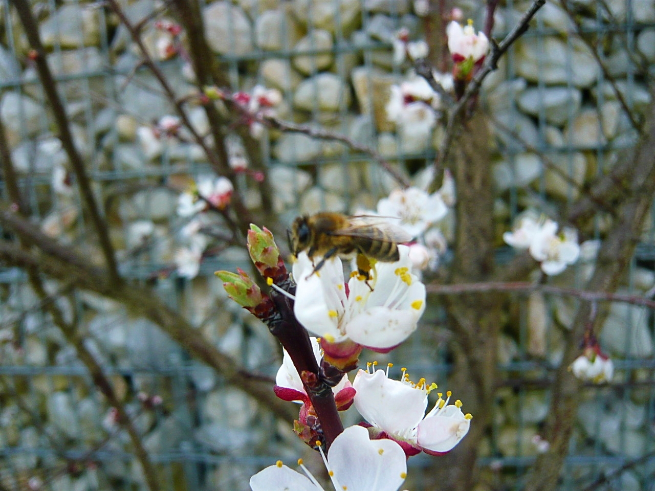 biene bei einer marillenblüte