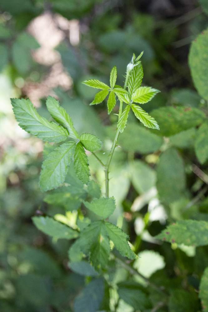 brombeer