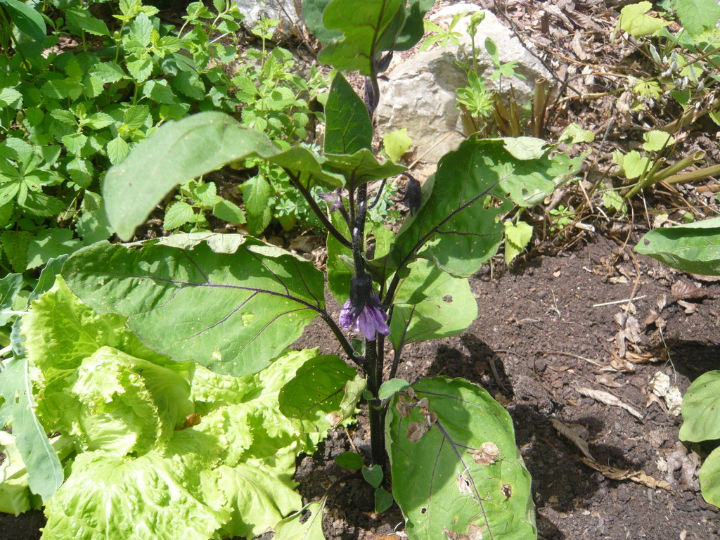 blüte von der melanzani/aubergine