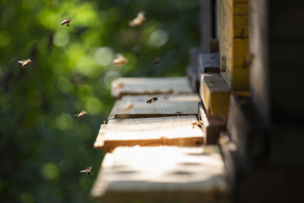 bienenstöcke – was würden wir nur ohne bienen machen?