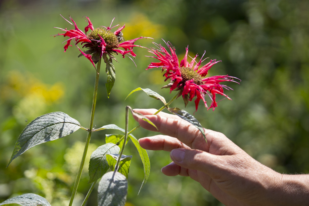 indianernessel – monarde