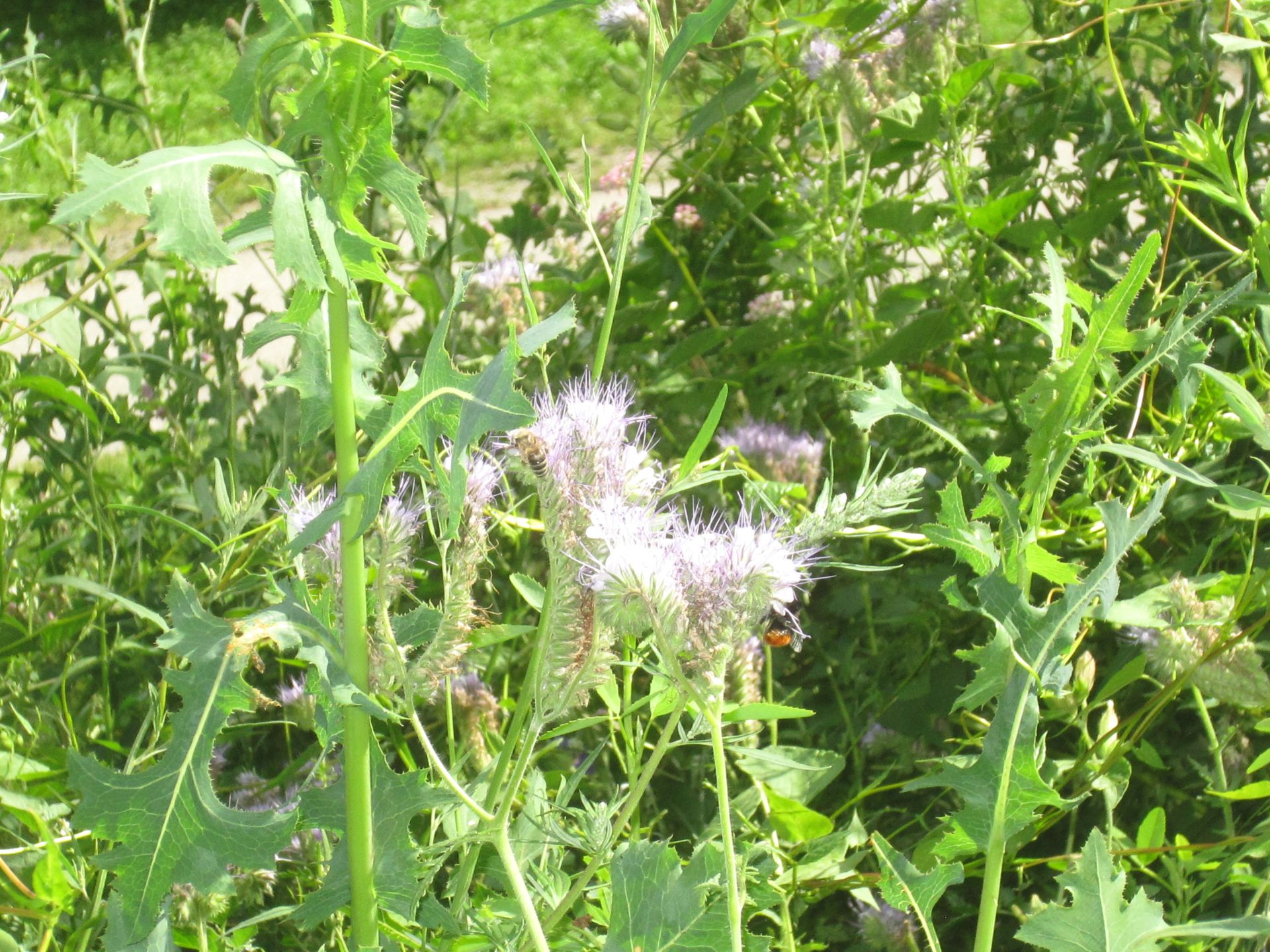 phacelia – büschelschön – büschelblume – bienenweide