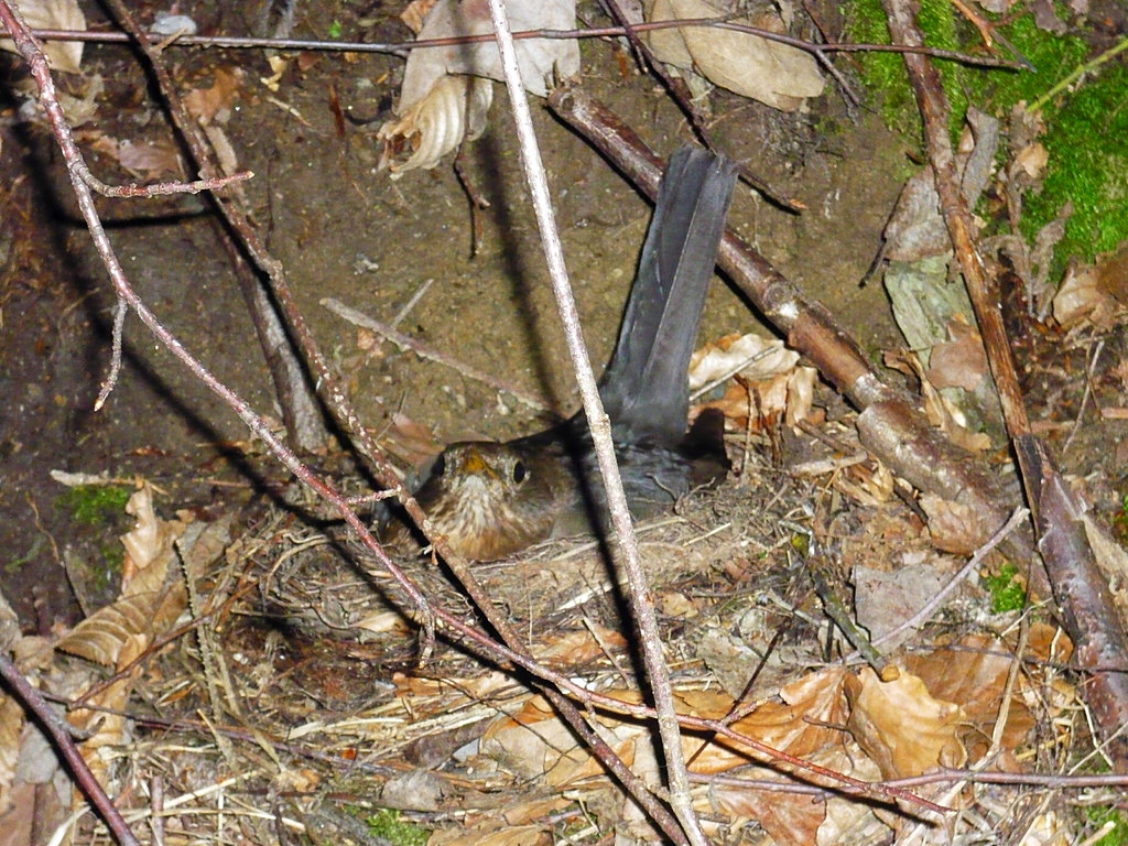 brütende amsel