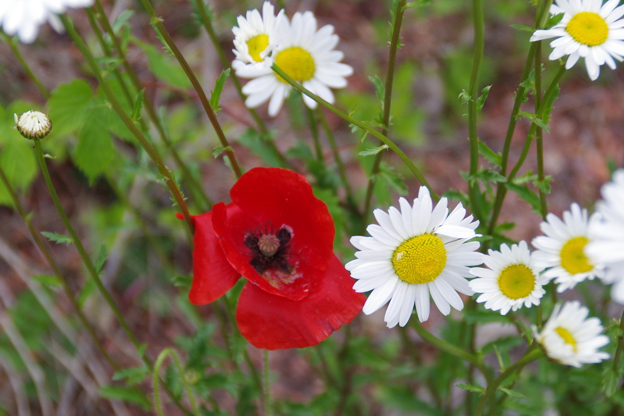 klatschmohn und margarithen