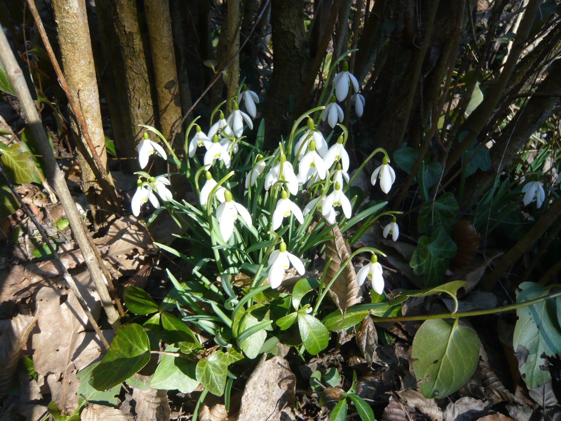 frühlingsknotenblumen