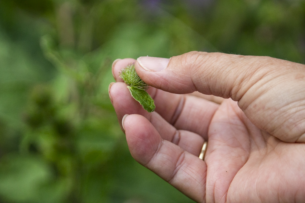 frucht der klette – kernzel