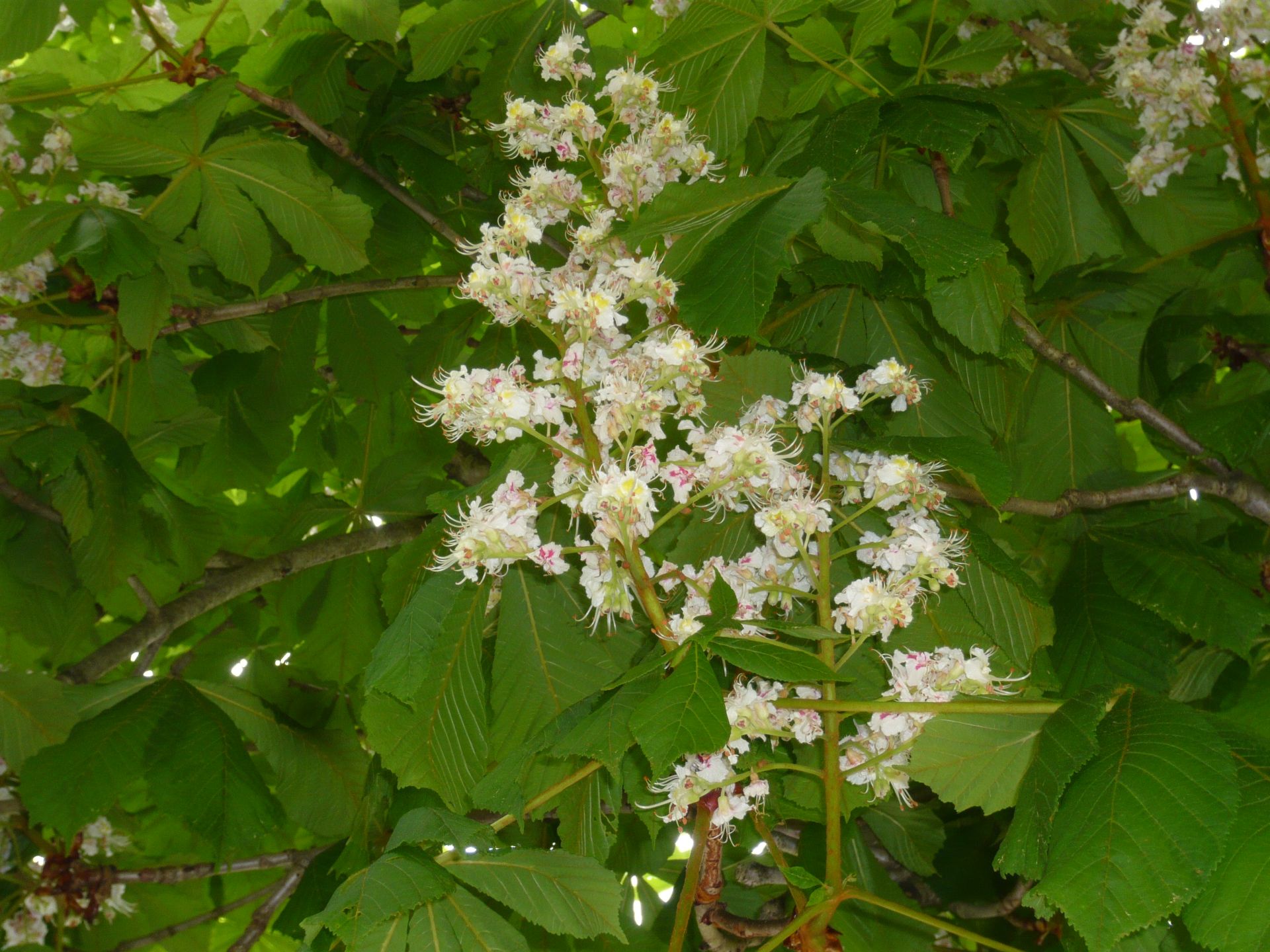 rosskastanienblüte