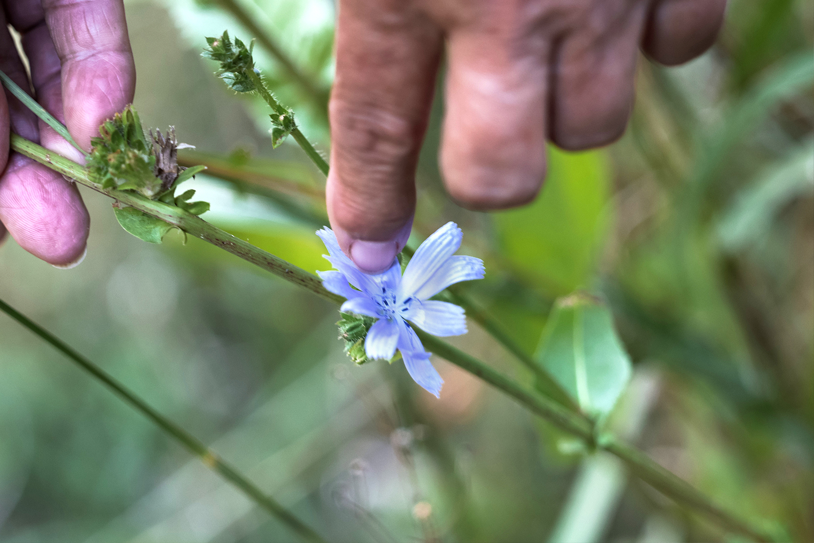 blüte von der wegwarte