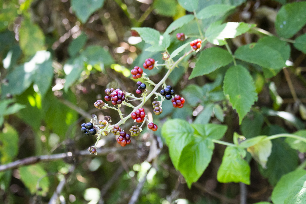 brombeeren