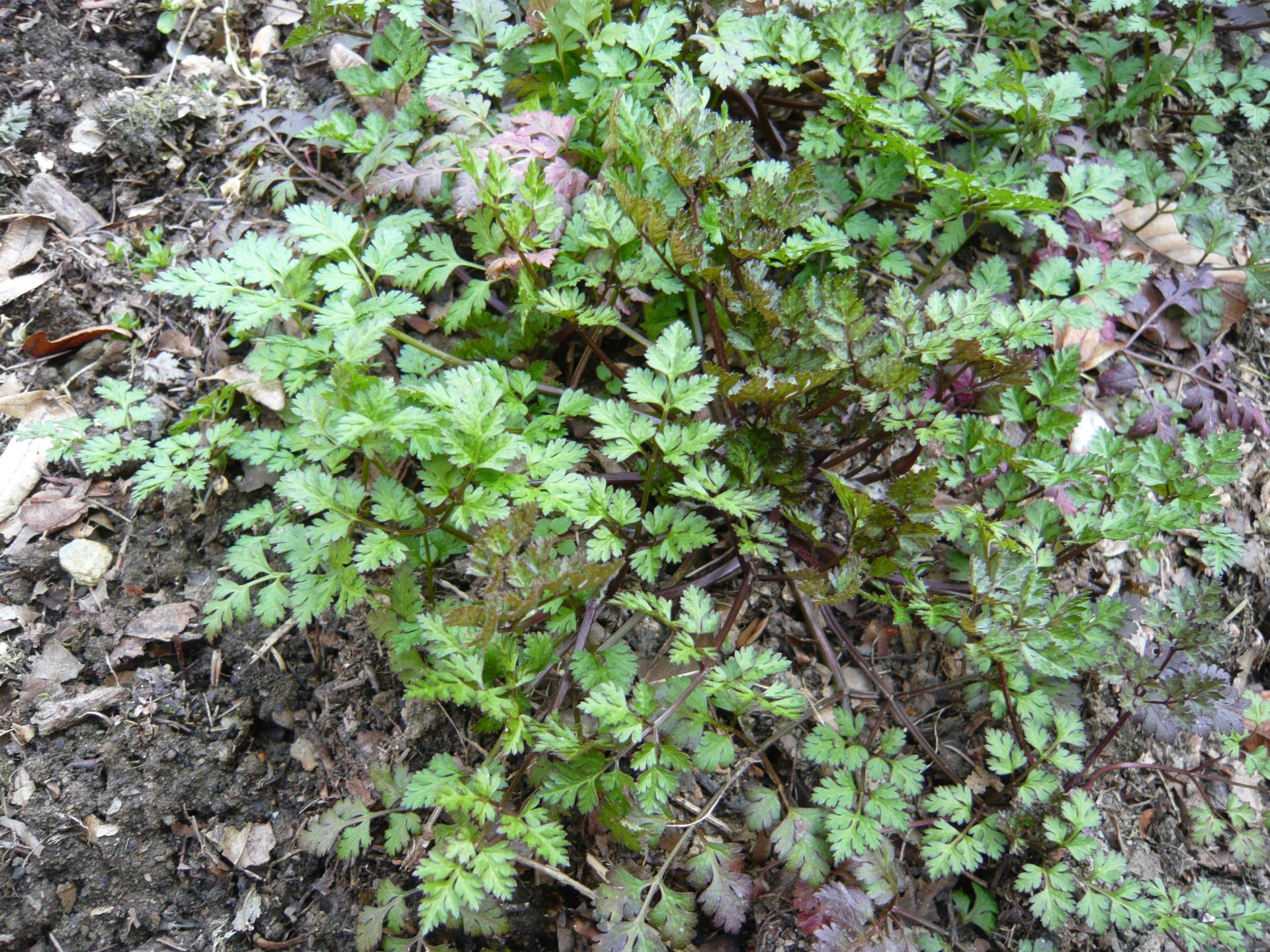 kerbel