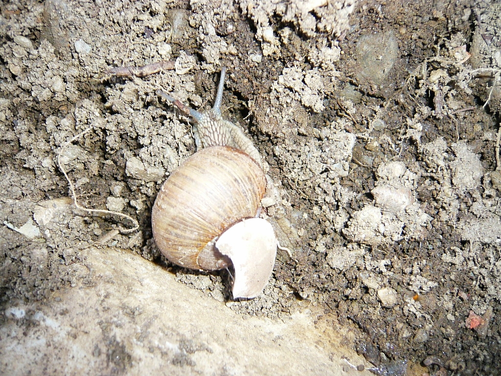 weinbergschnecke - soll die nacktschnecken fressen