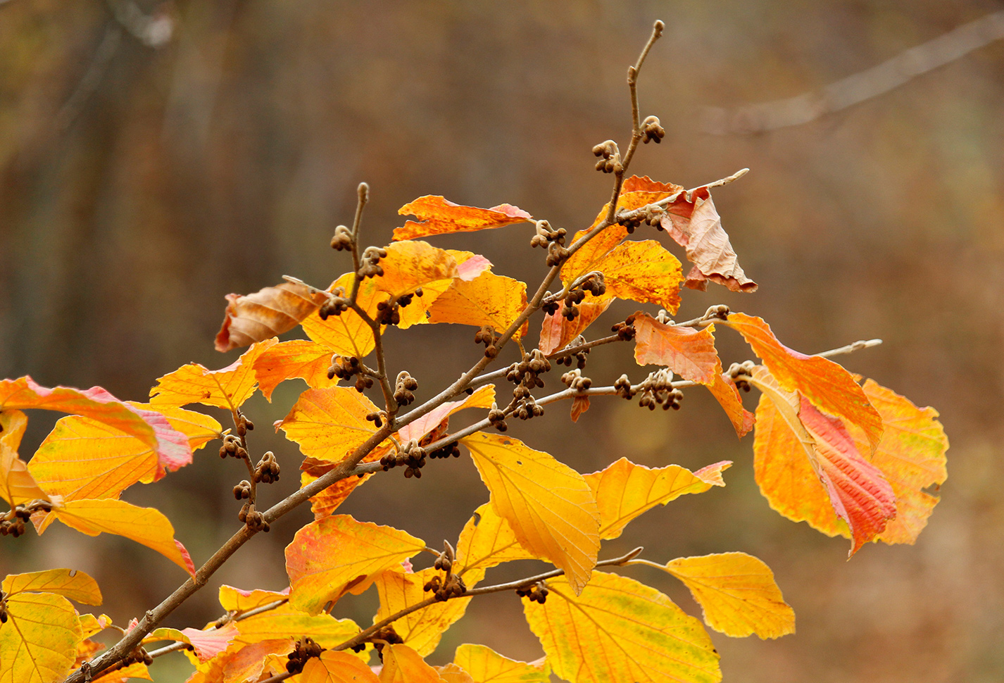 zaubernuss – hamamelis