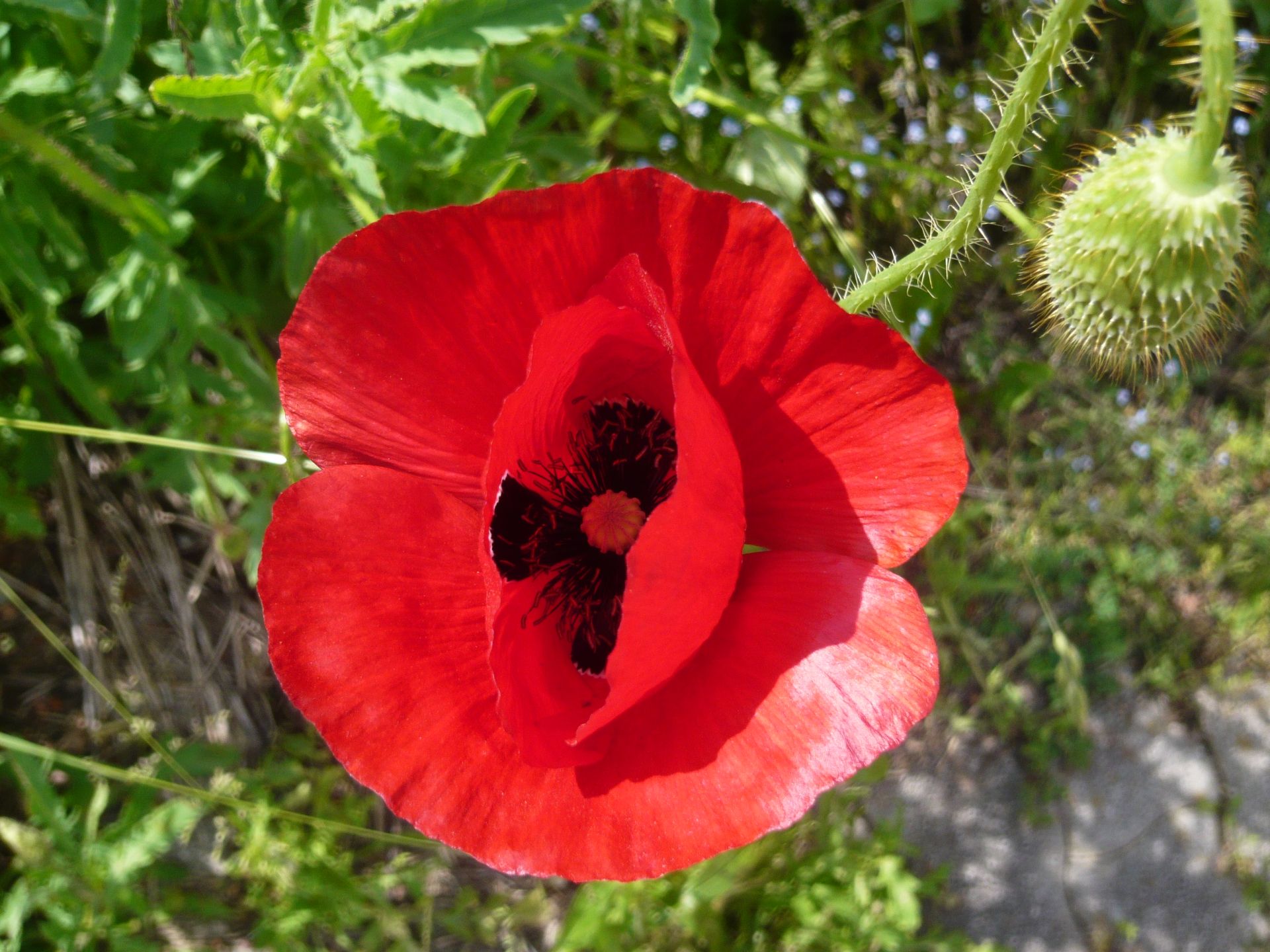 klatschmohn