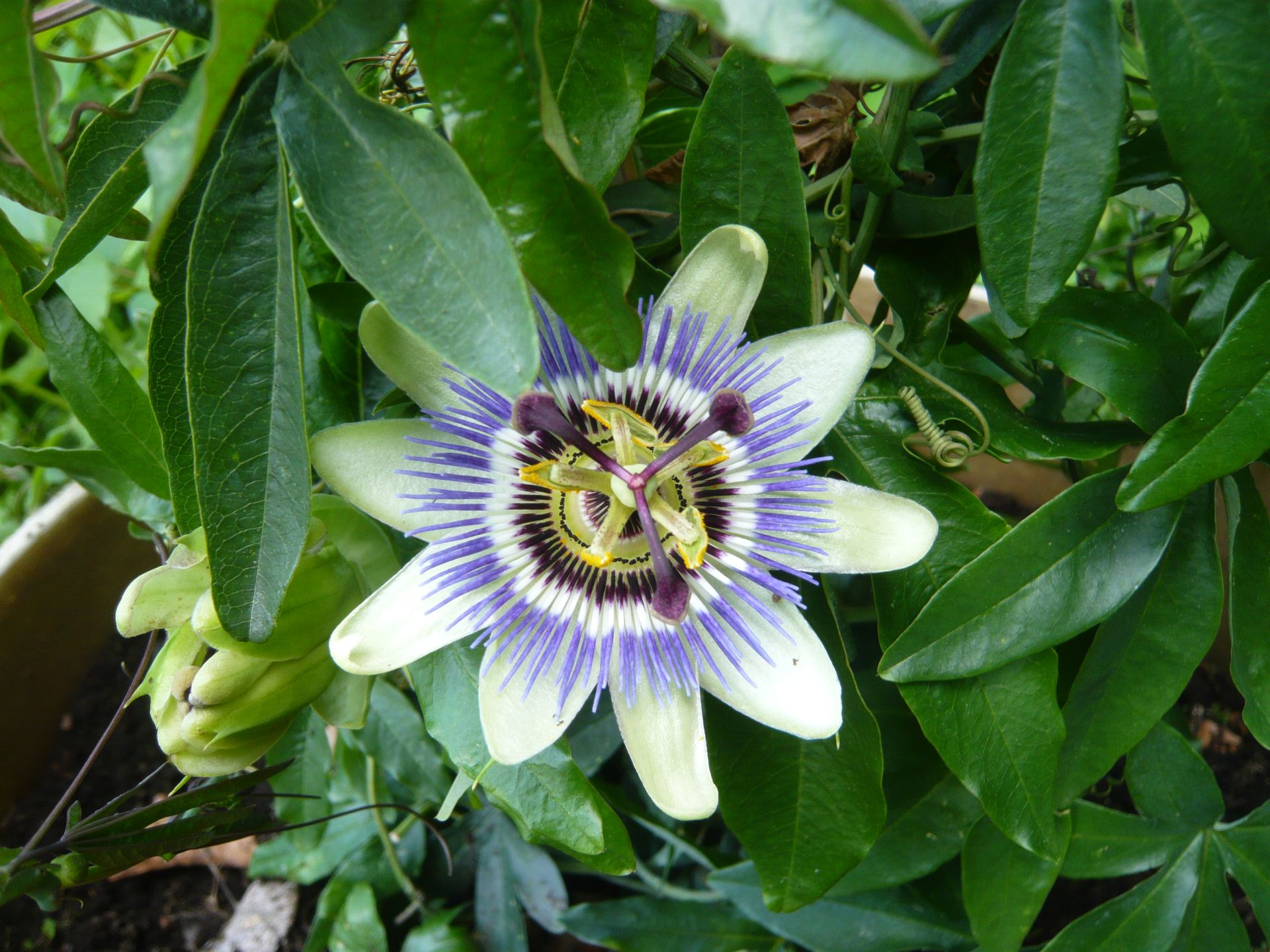 passionsblume