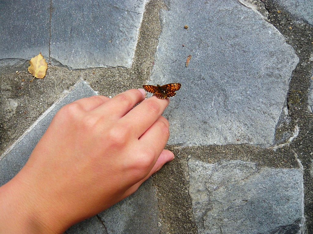 wachtelweizen scheckenfalter auf  johanna´s hand