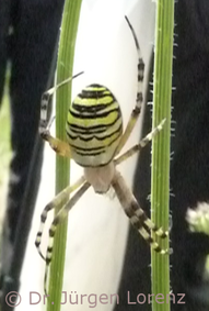 Wasp spider