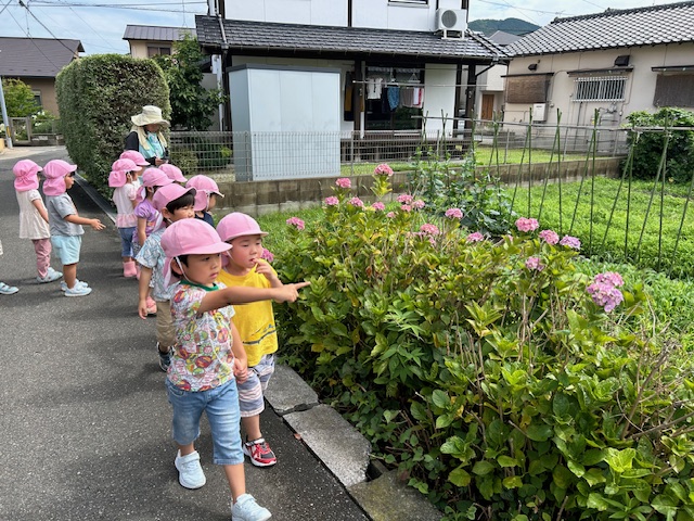 紫陽花探しの散歩