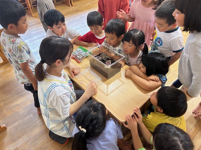 カブトムシの幼虫