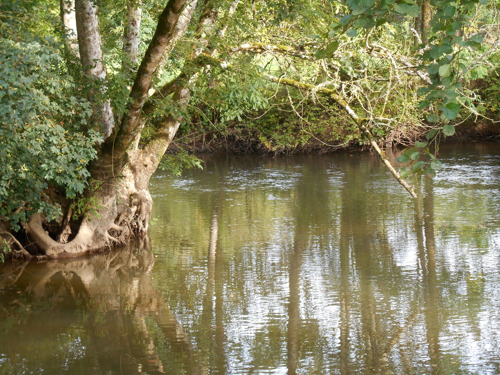 The quite and wild "Rouvre" river