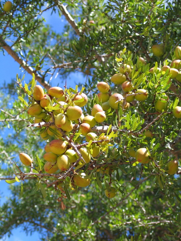 Arganien Frucht