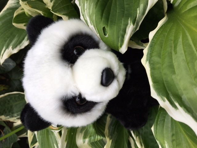 Panda Pina