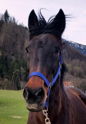 Pferd Adoptieren Schweiz