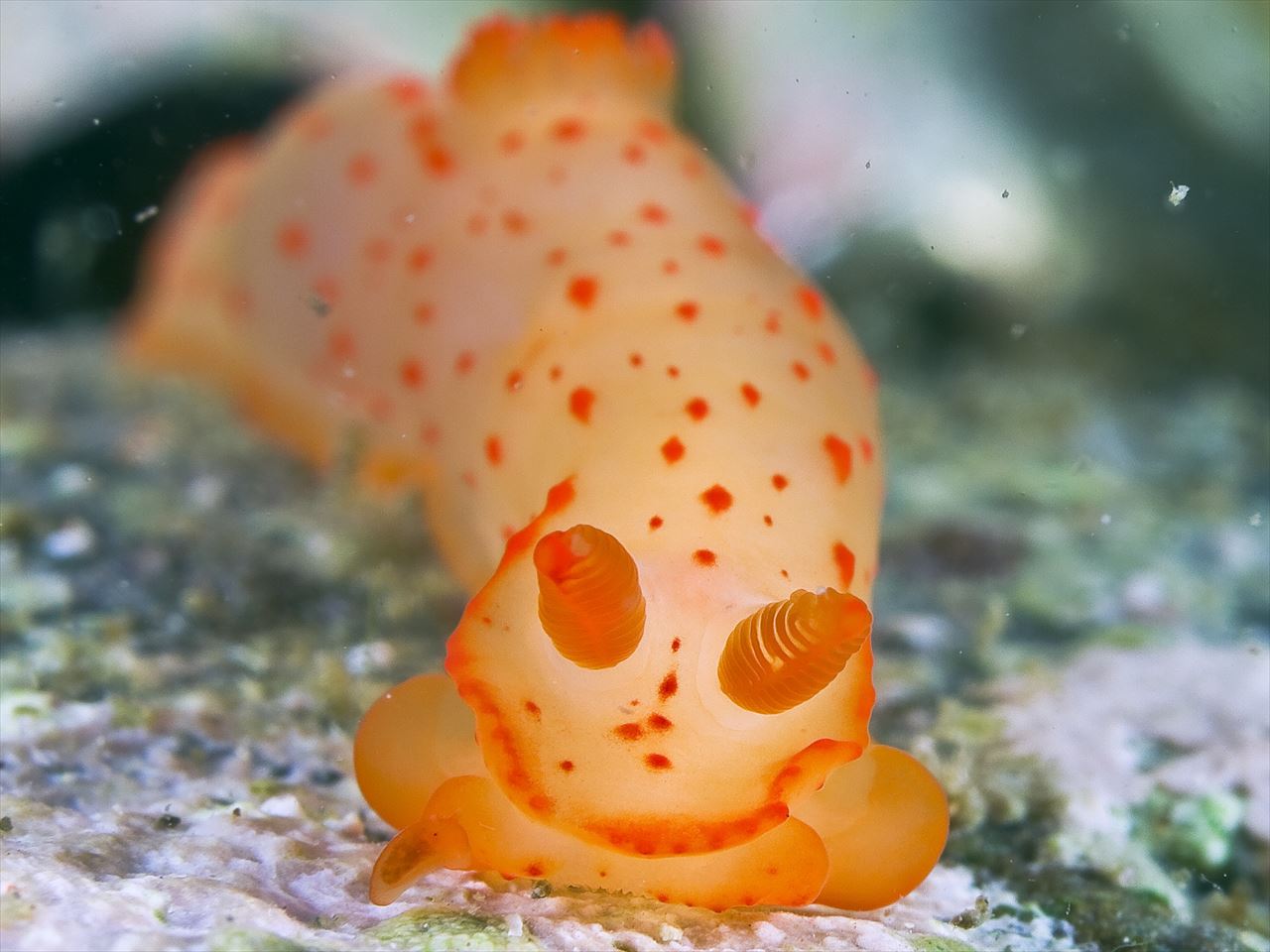 小木ダイビングセンター - 小木ダイビングセンター