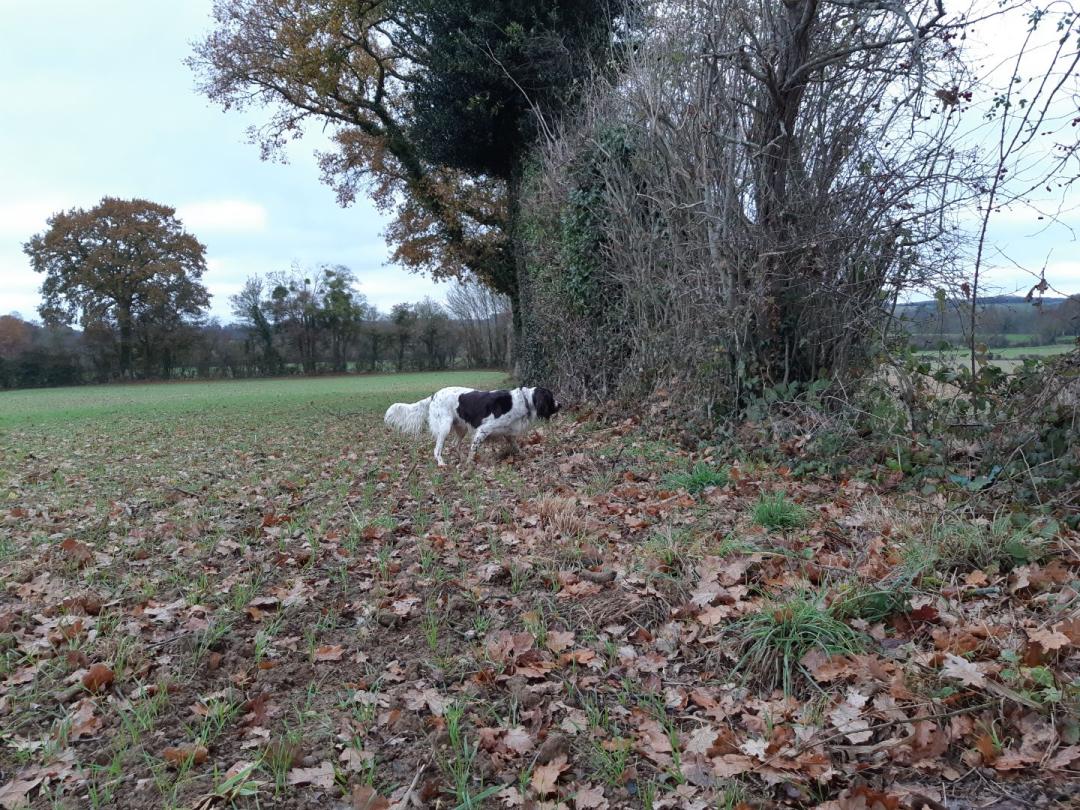 Chien en arrêt 