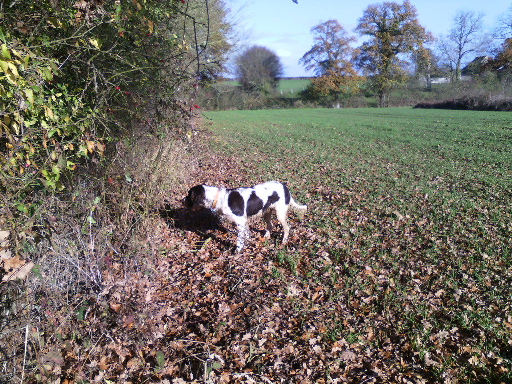 Chien en arrêt