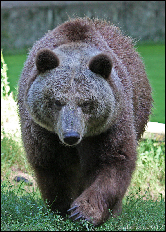 Braunbär, Zoo Eberswalde