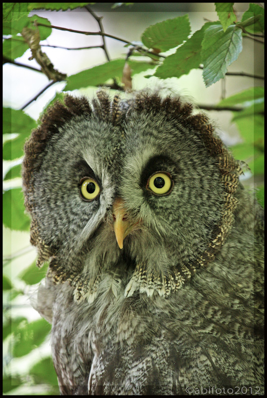 Bartkauz, Zoo Berlin